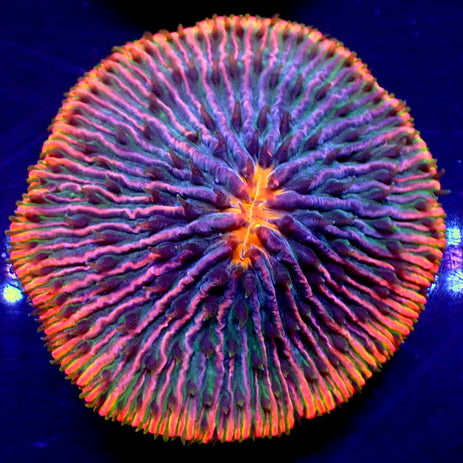 WYSIWYG Fantasia Rainbow Fungia Plate Coral