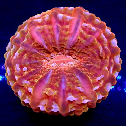 WYSIWYG Hypnotic Pink Dream Rainbow Cynarina