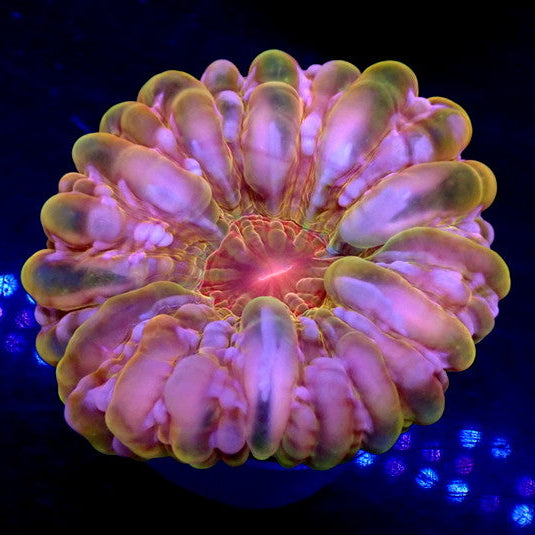 WYSIWYG Ultra Rainbow Royal Pink Fae Cynarina