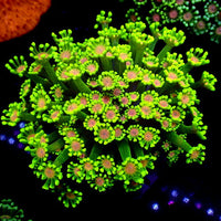 Pink Wink Alveopora (0.5-1” Frag) - Corals Anonymous