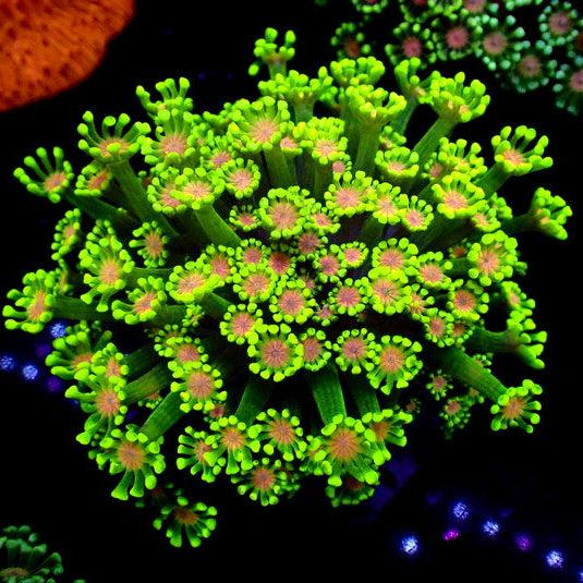 Pink Wink Alveopora (0.5-1” Frag) - Corals Anonymous