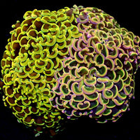 WYSIWYG Ultra Gold Rainbow Wall Hammer Colony (3-4") - Corals Anonymous