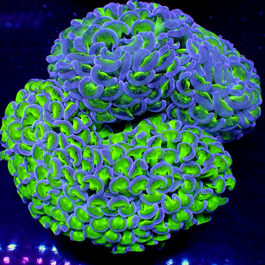 WYSIWYG Purple Tip Twin Neon Wall Hammer Colony (3-4