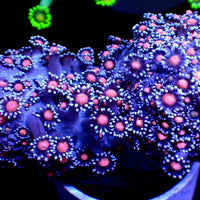 White Tip Pink Mouth Goniopora (0.5-1” Frag) - Corals Anonymous