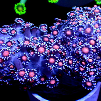 White Tip Pink Mouth Goniopora (0.5-1” Frag) - Corals Anonymous