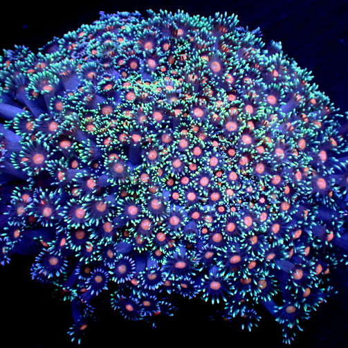Bubblegum Nebula Goniopora (0.5-1” Frag) - Corals Anonymous