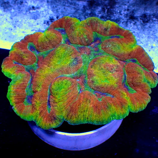 WYSIWYG Ultra Rainbow Psychedelic Trip Symphyllia