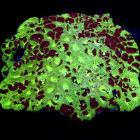 Blood Martian Favia (2-3 Polyps) - Corals Anonymous