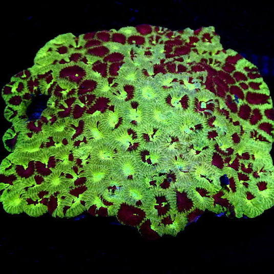 Blood Martian Favia (2-3 Polyps) - Corals Anonymous