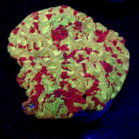 Ultra Spartan Favites (0.5-1" Frag) - Corals Anonymous