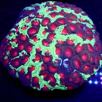 Teal Splatter Red Eye Favia (2-3 Polyps) - Corals Anonymous