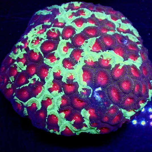 Teal Splatter Red Eye Favia (2-3 Polyps) - Corals Anonymous