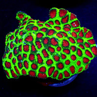 Red Eye Favia (2-3 Polyps) - Corals Anonymous
