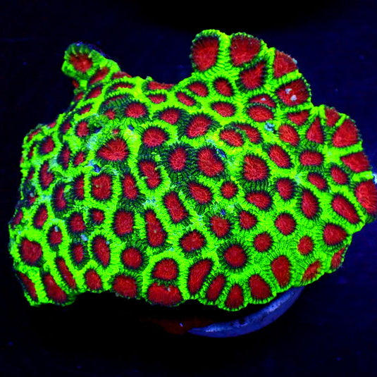 Red Eye Favia (2-3 Polyps) - Corals Anonymous
