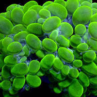 Green Jade Bubble Coral - Corals Anonymous