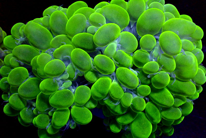 Green Jade Bubble Coral - Corals Anonymous