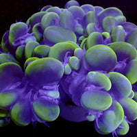 WYSIWYG Ultra Neon Cat Eye Bubble Coral (2-3") (Copy) - Corals Anonymous