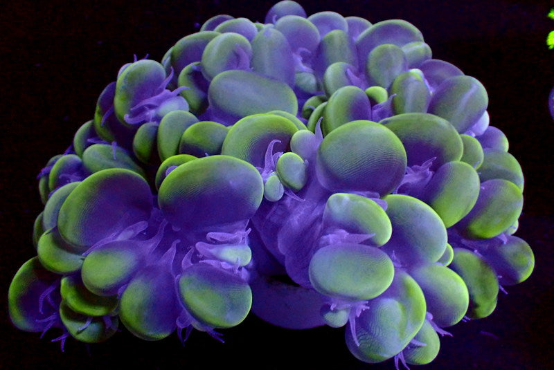 WYSIWYG Ultra Neon Cat Eye Bubble Coral (2-3") (Copy) - Corals Anonymous