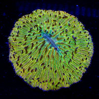 WYSIWYG Fantasia Rainbow Fungia Plate Coral - Corals Anonymous