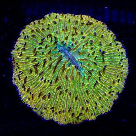 WYSIWYG Fantasia Rainbow Fungia Plate Coral - Corals Anonymous