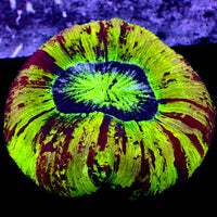 WYSIWYG Ultra Rainbow Spartan Wellso