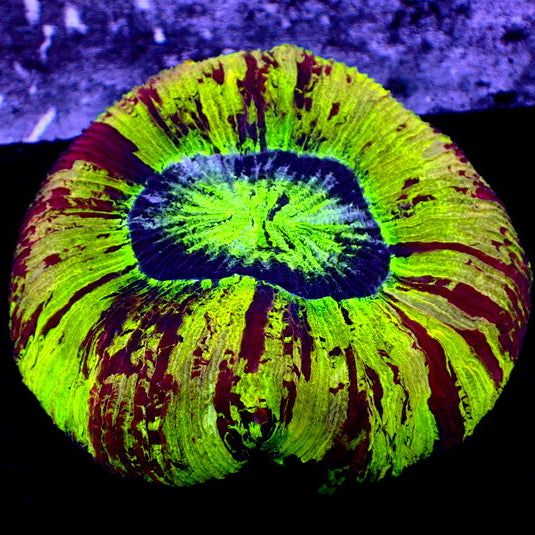 WYSIWYG Ultra Rainbow Spartan Wellso