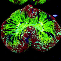 WYSIWYG Ultra Rainbow Radioactive Meltdown Wellso