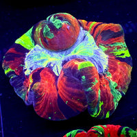 WYSIWYG Ultra Rainbow Riptide Red Wellso