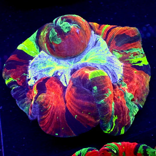 WYSIWYG Ultra Rainbow Riptide Red Wellso