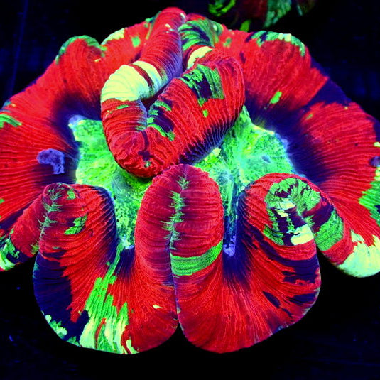 WYSIWYG Ultra Rainbow Riptide Red Wellso