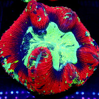 WYSIWYG Splatter Ocean Tide Red Wellso