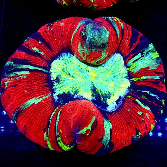 WYSIWYG Ultra Rainbow Riptide Red Wellso