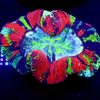 WYSIWYG Ultra Rainbow Ocean Tide Red Wellso