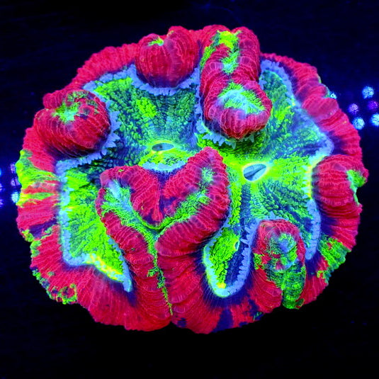 WYSIWYG Ultra Rainbow Splatter Red Wellso