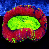 WYSIWYG Martian Green Red Wellso