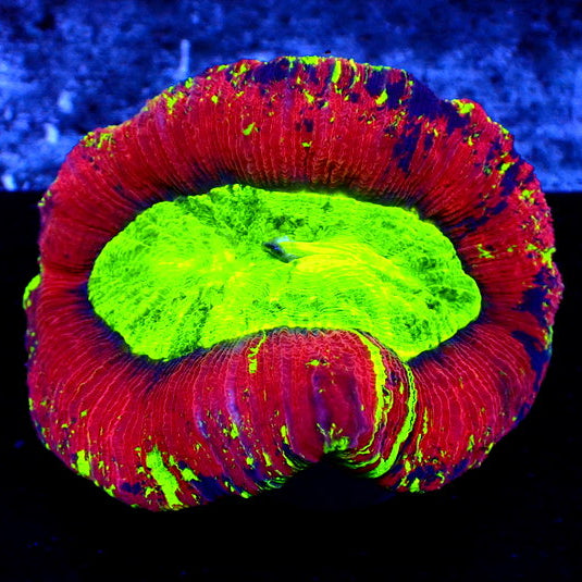 WYSIWYG Martian Green Red Wellso