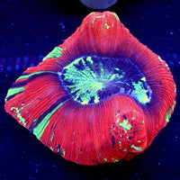 WYSIWYG Teal Splatter Red Wellso