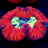 WYSIWYG Gold Stripe Red Rainbow Wellso