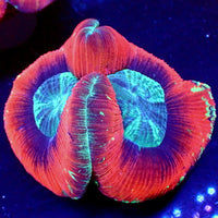 WYSIWYG Teal Mouth Red Wellso