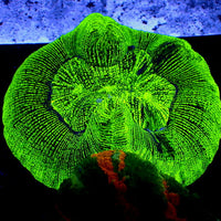 WYSIWYG Stripe Neon Green Wellso