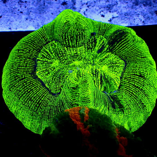 WYSIWYG Stripe Neon Green Wellso