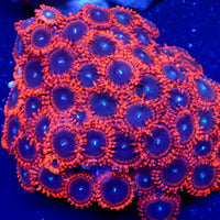 Cinder Zoa (2-3 Polyps) - Corals Anonymous
