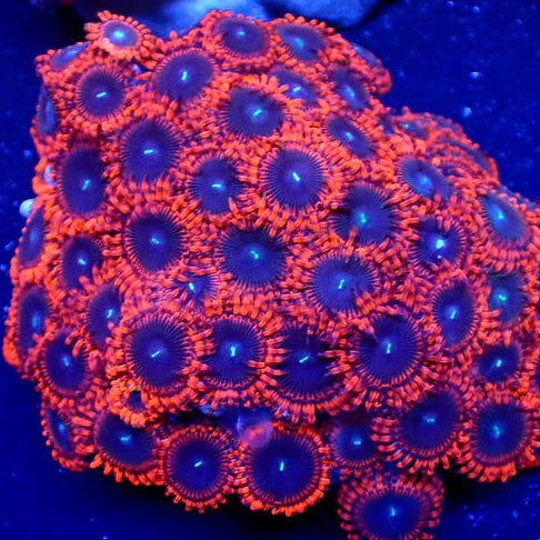 Cinder Zoa (2-3 Polyps) - Corals Anonymous