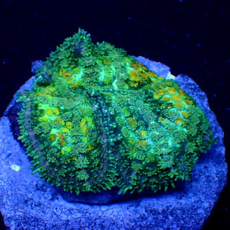 WYSIWYG Yellow Bounce Rhodactis Mushroom - Corals Anonymous