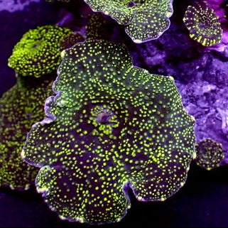Yellow Starry Night Discosoma Mushroom - Corals Anonymous