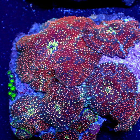 Patriot Iridescent Discosoma Mushroom - Corals Anonymous