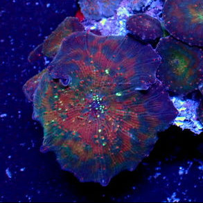 Space Nebula Discosoma Mushroom (Rare) - Corals Anonymous