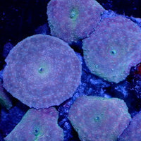 Multicolor Purple Abyss Discosoma Mushroom - Corals Anonymous
