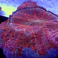 WYSIWYG Ultra Red Carnage Acanthophyllia
