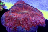 WYSIWYG Ultra Red Carnage Acanthophyllia

